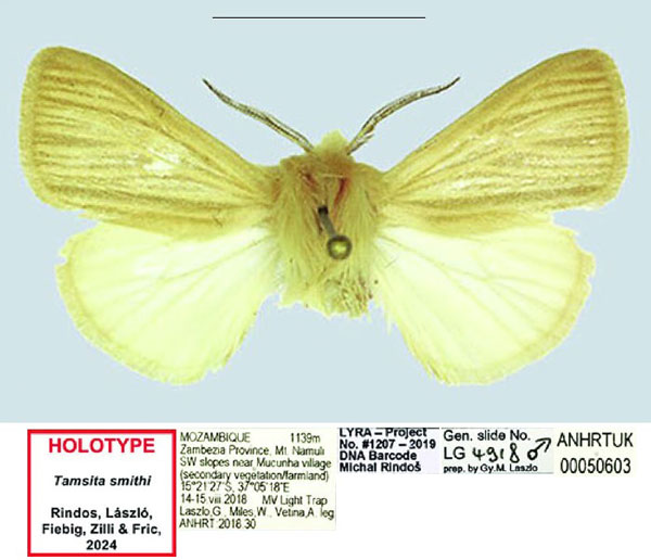 /filer/webapps/moths/media/images/S/smithi_Tamsita_HT_ANHRT.jpg