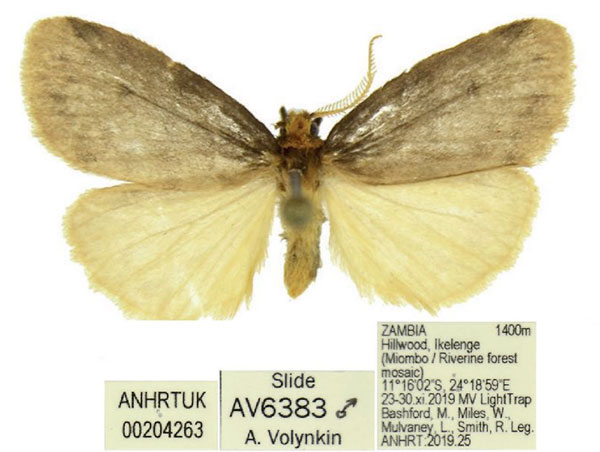 /filer/webapps/moths/media/images/S/smithi_Thumatha_HT_ANHRT.jpg