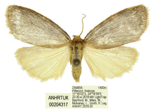 /filer/webapps/moths/media/images/S/smithi_Thumatha_PTF_ANHRT.jpg
