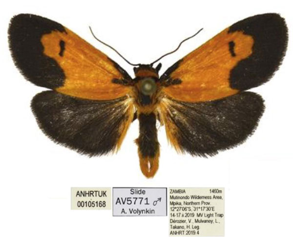 /filer/webapps/moths/media/images/S/smithi_Tumicla_AM_ANHRT.jpg
