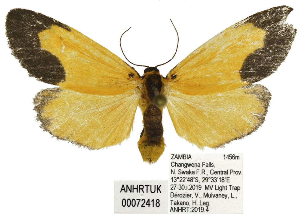 /filer/webapps/moths/media/images/S/smithi_Tumicla_PTF_ANHRT.jpg