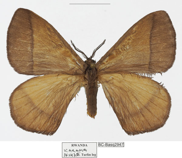 /filer/webapps/moths/media/images/S/smithi_Vianga_AM_Basquin_01.jpg