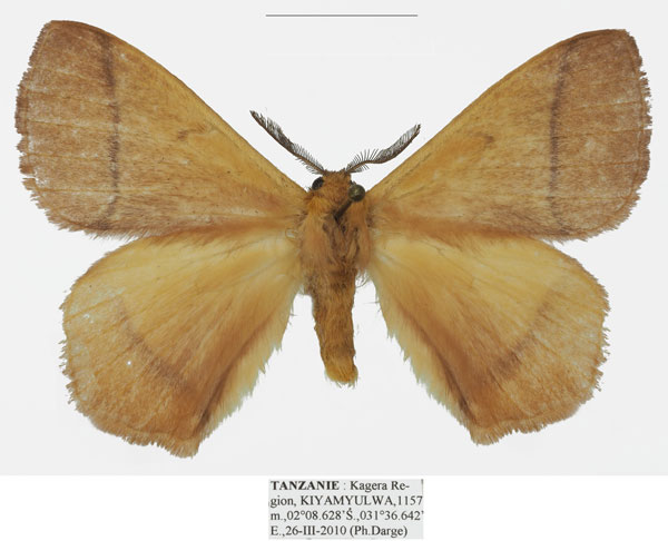 /filer/webapps/moths/media/images/S/smithi_Vianga_AM_Basquin_03.jpg