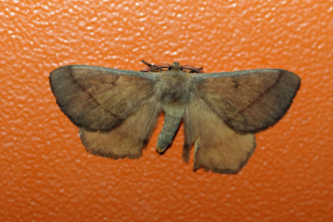 /filer/webapps/moths/media/images/S/smithi_Vianga_AM_Voaden.jpg