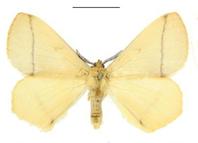 /filer/webapps/moths/media/images/S/smithi_Vianga_HT_ANHRT.jpg