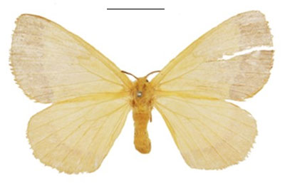 /filer/webapps/moths/media/images/S/smithi_Vianga_PTF_NHMUK.jpg