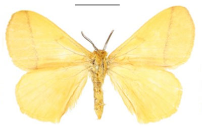 /filer/webapps/moths/media/images/S/smithi_Vianga_PTM_ANHRT_01.jpg