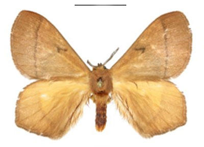 /filer/webapps/moths/media/images/S/smithi_Vianga_PTM_ANHRT_02.jpg