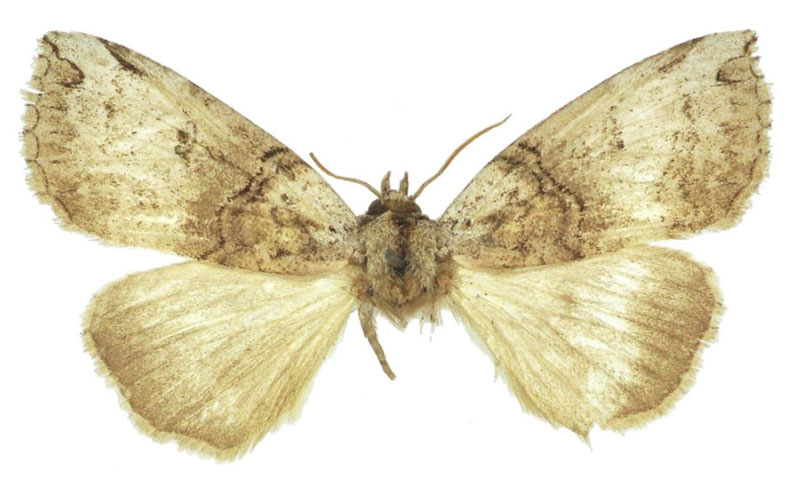 /filer/webapps/moths/media/images/S/smithi_Watsonopsestis_PTF_BMNH.jpg