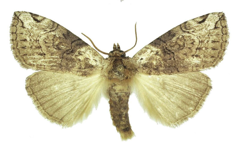 /filer/webapps/moths/media/images/S/smithi_Watsonopsestis_PTM_Kingston.jpg