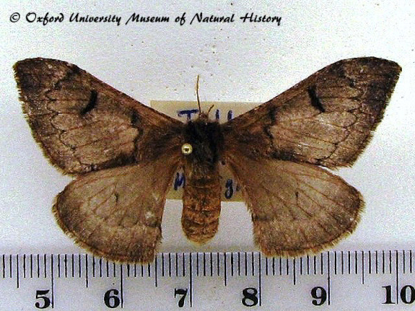 /filer/webapps/moths/media/images/S/smithii_Campimoptilum_AF_OUMNH_02.jpg