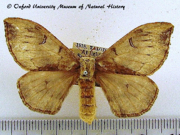 /filer/webapps/moths/media/images/S/smithii_Campimoptilum_AF_OUMNH_03.jpg