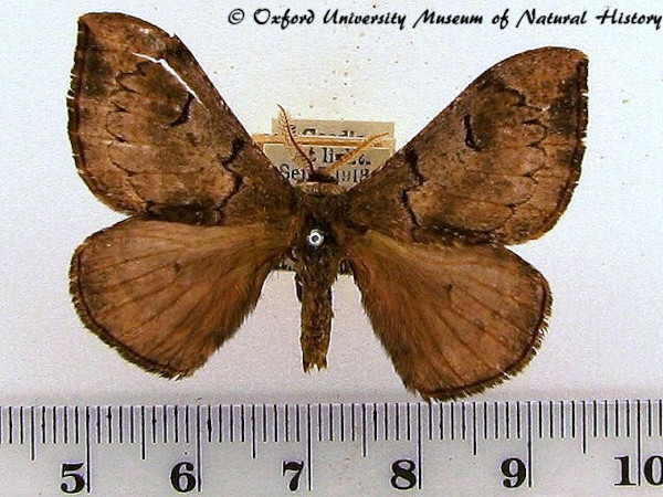 /filer/webapps/moths/media/images/S/smithii_Campimoptilum_AM_OUMNH_01.jpg