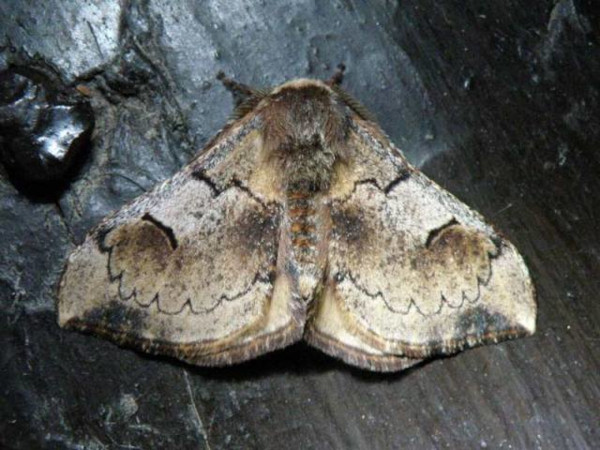 /filer/webapps/moths/media/images/S/smithii_Campimoptilum_A_Bygott.jpg