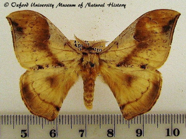 /filer/webapps/moths/media/images/S/smithii_Campimoptilum_A_OUMNH_01.jpg