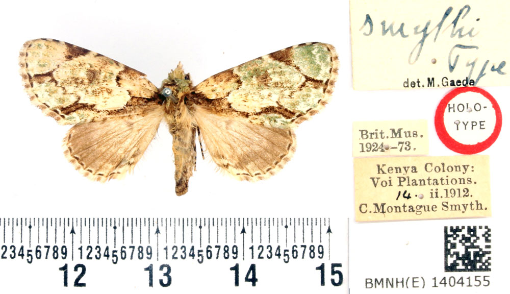 /filer/webapps/moths/media/images/S/smythi_Pteronycta_HT_BMNH.jpg
