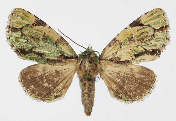 /filer/webapps/moths/media/images/S/smythi_Thiacidas_AF_Basquin.jpg