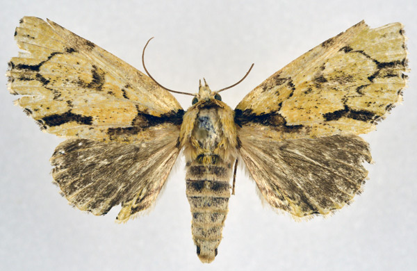 /filer/webapps/moths/media/images/S/smythi_Thiacidas_AF_NHMO.jpg