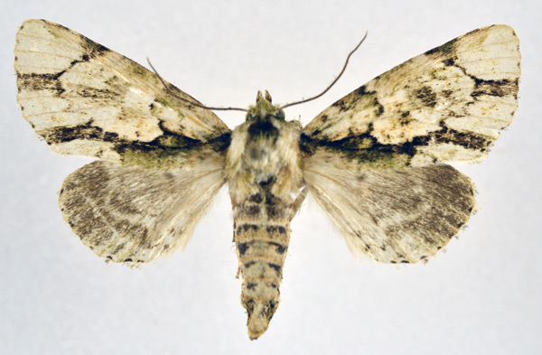 /filer/webapps/moths/media/images/S/smythi_Thiacidas_AM_NHMO.jpg