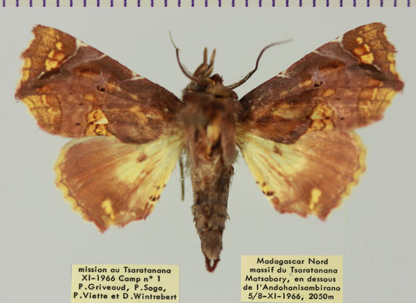 /filer/webapps/moths/media/images/S/snelleni_Eutelia_AF_MNHNa.jpg