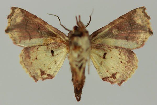 /filer/webapps/moths/media/images/S/snelleni_Eutelia_AF_MNHNb.jpg