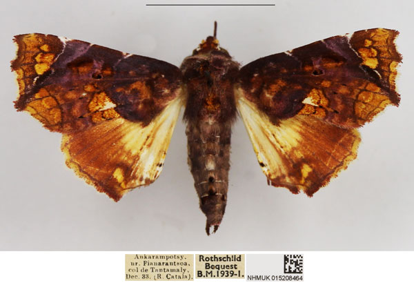 /filer/webapps/moths/media/images/S/snelleni_Eutelia_AF_NHMUK.jpg