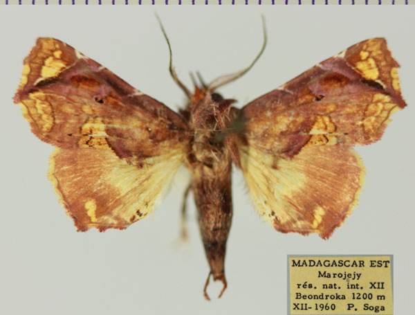 /filer/webapps/moths/media/images/S/snelleni_Eutelia_AM_MNHNa.jpg
