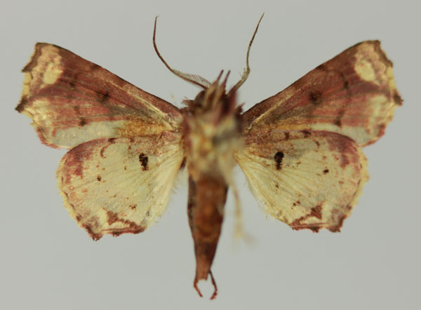 /filer/webapps/moths/media/images/S/snelleni_Eutelia_AM_MNHNb.jpg