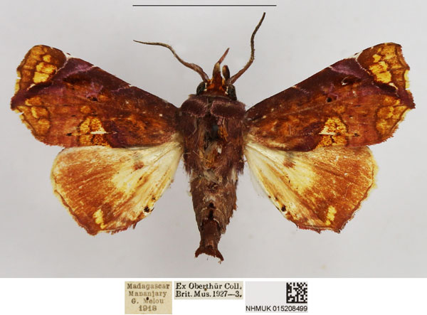 /filer/webapps/moths/media/images/S/snelleni_Eutelia_AM_NHMUK.jpg