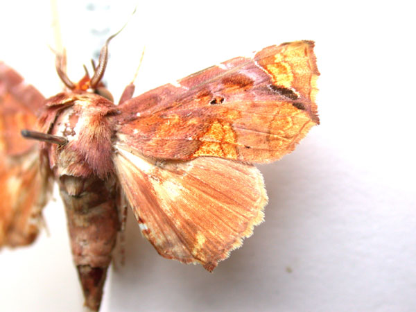 /filer/webapps/moths/media/images/S/snelleni_Eutelia_A_Revell.jpg