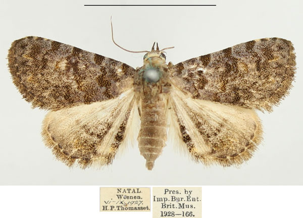 /filer/webapps/moths/media/images/S/snelleni_Metachrostis_AF_BMNH.jpg