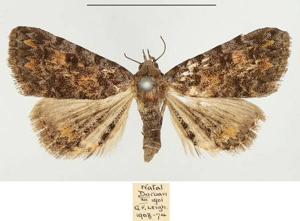/filer/webapps/moths/media/images/S/snelleni_Metachrostis_AM_BMNH.jpg