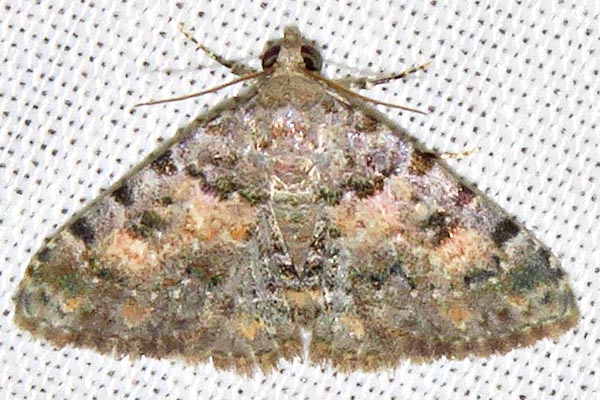 /filer/webapps/moths/media/images/S/snelleni_Metachrostis_A_Braun_05.jpg