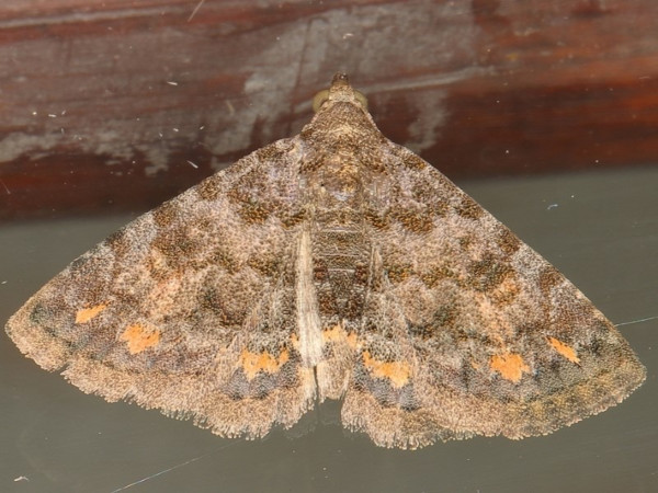 /filer/webapps/moths/media/images/S/snelleni_Metachrostis_A_Heyns.jpg