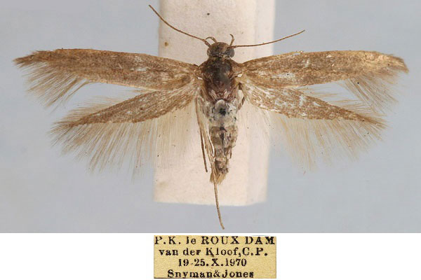 /filer/webapps/moths/media/images/S/snymani_Scythris_PT_TMSA_jy4TkcV.jpg