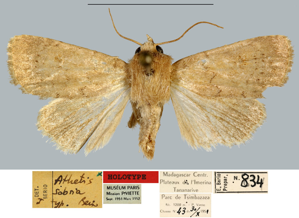 /filer/webapps/moths/media/images/S/sobria_Athetis_HT_MNHN.jpg