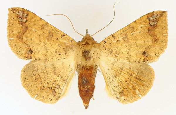 /filer/webapps/moths/media/images/S/sobria_Ericeia_AF_TMSA_02.jpg