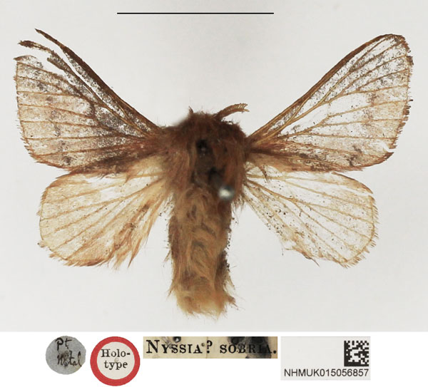 /filer/webapps/moths/media/images/S/sobria_Nyssia_HT_NHMUK.jpg