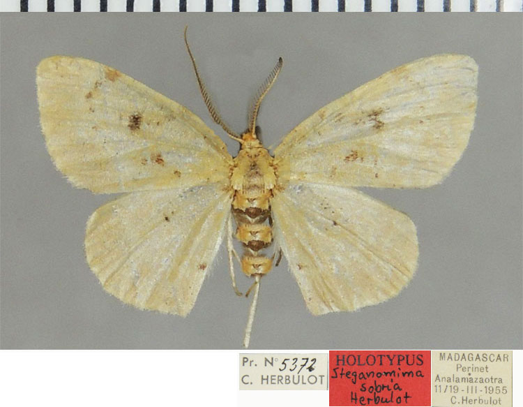 /filer/webapps/moths/media/images/S/sobria_Steganomima_HT_ZSMa.jpg