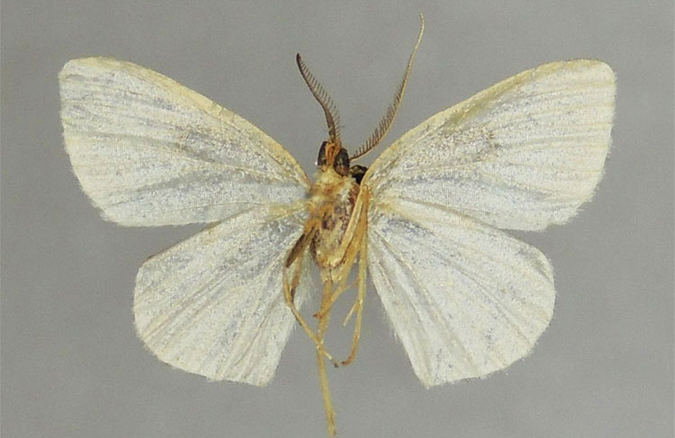 /filer/webapps/moths/media/images/S/sobria_Steganomima_HT_ZSMb.jpg