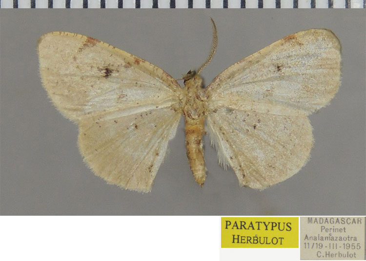 /filer/webapps/moths/media/images/S/sobria_Steganomima_PTM_ZSM.jpg