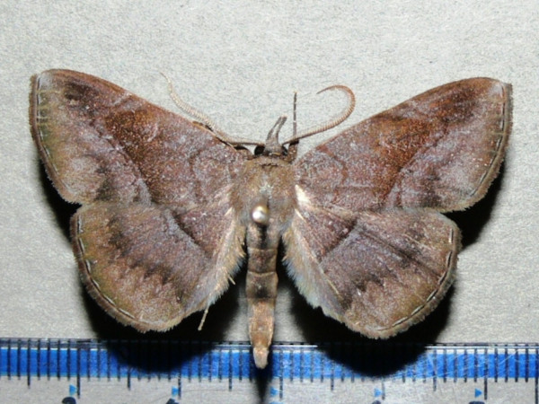 /filer/webapps/moths/media/images/S/sobrina_Aburina_A_Goff_01.jpg