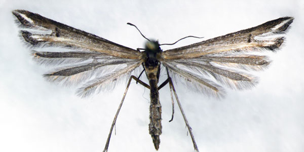 /filer/webapps/moths/media/images/S/sochivkoi_Platyptilia_PT_BMNH.jpg