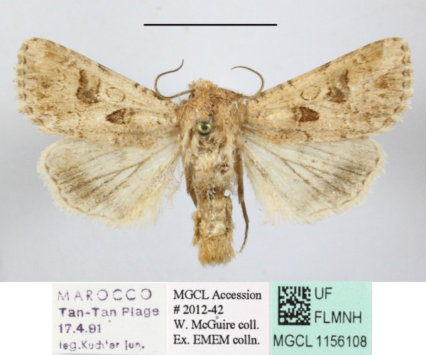 /filer/webapps/moths/media/images/S/sociabilis_Cardepia_A_MGCL_01.JPG