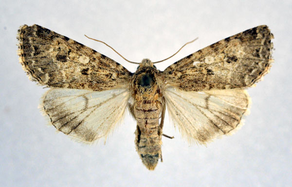 /filer/webapps/moths/media/images/S/sociabilis_Cardepia_A_NHMO.jpg