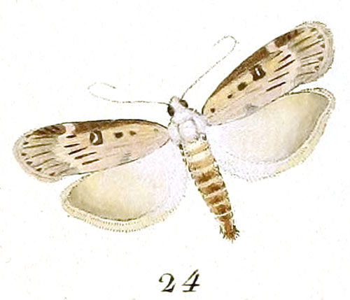 /filer/webapps/moths/media/images/S/sociella_Tinea_ST_Hubner_4-24.jpg