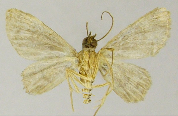 /filer/webapps/moths/media/images/S/socotrensis_Chloroclystis_HT_ZSMb.jpg