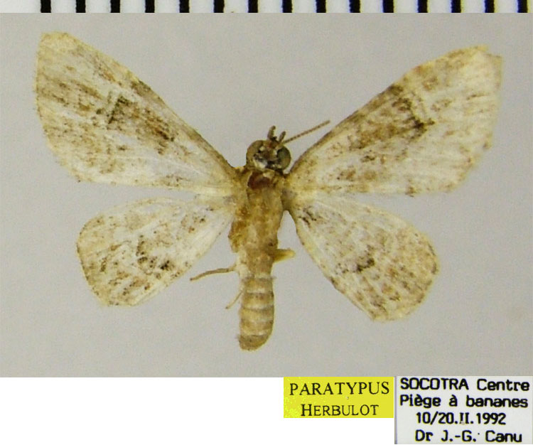 /filer/webapps/moths/media/images/S/socotrensis_Chloroclystis_PTM_ZSM.jpg