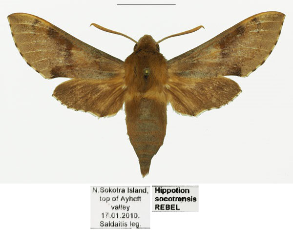 /filer/webapps/moths/media/images/S/socotrensis_Hippotion_AF_Basquina_8sFeRL6.jpg