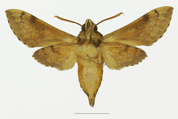/filer/webapps/moths/media/images/S/socotrensis_Hippotion_AF_Basquinb.jpg